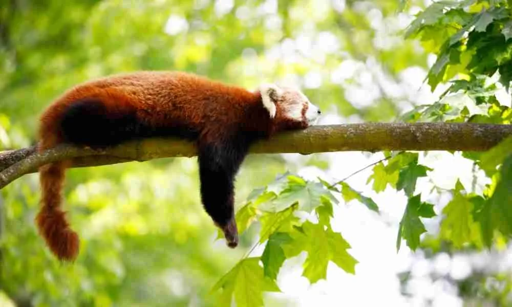 Red Pandas Staying Up High on a Tree to Deal with the Melting Heat