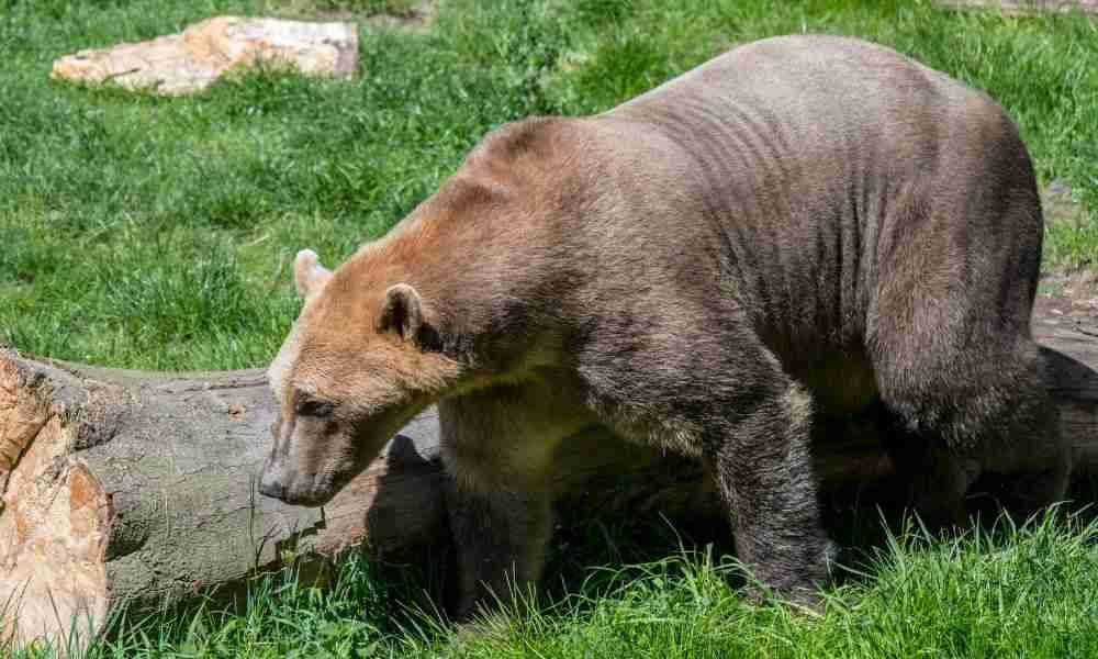 Pizzly Bear - Hybrid Formed By Cross-Breeding a Polar Bear and a Grizzly Bear