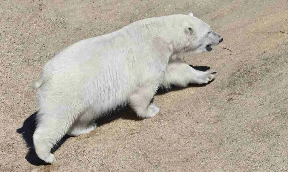 Polar Bear Moving Around on a Hot Day
