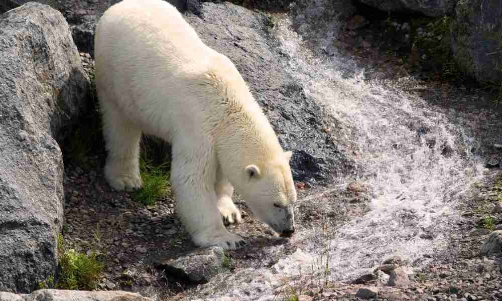 Polar Bear Drinking From River Mouth