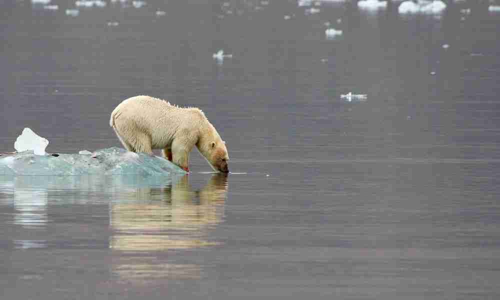 Polar Bear Drinking From Fresh Water Stream Around Their Artic Habitat