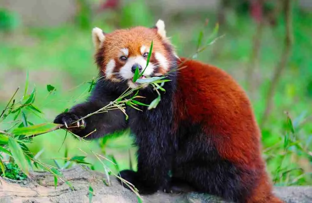 Cute Red Panda Eating Bamboo