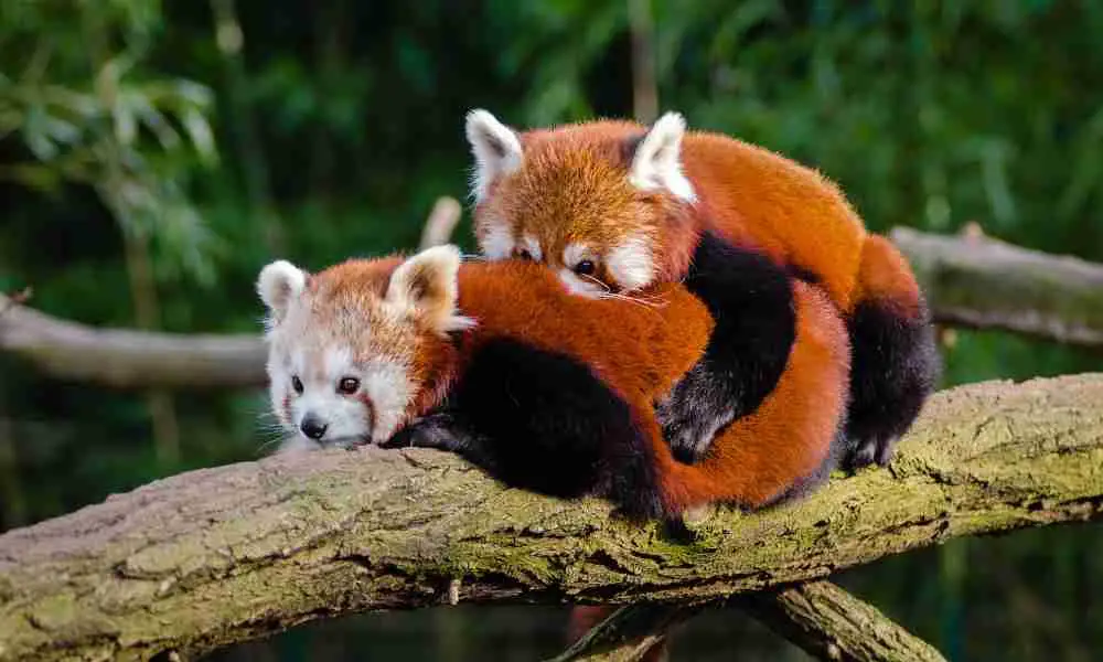 Red Pandas (Same Species) mating on a Tree Branch