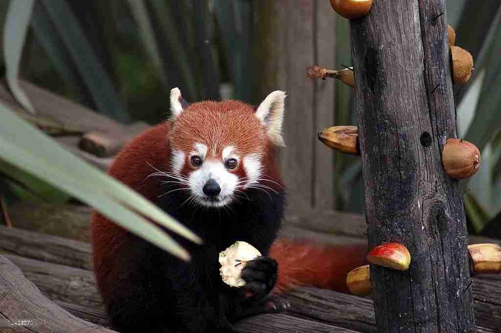 A Cute Red Panda Eating Different Fruits