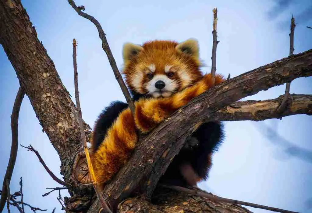 A Furry Red Panda Sitting on a Tree