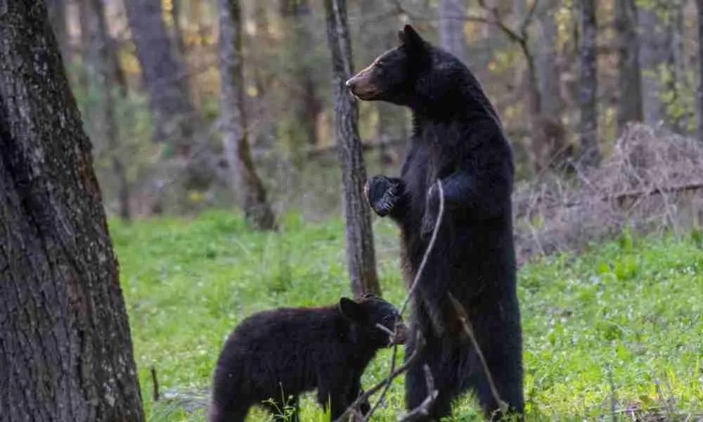 A Curious Mother Black Bear Standing Up on Her Hind Legs