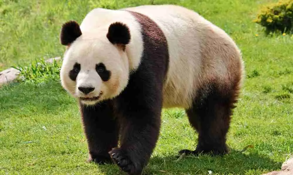 An Adult Giant Panda