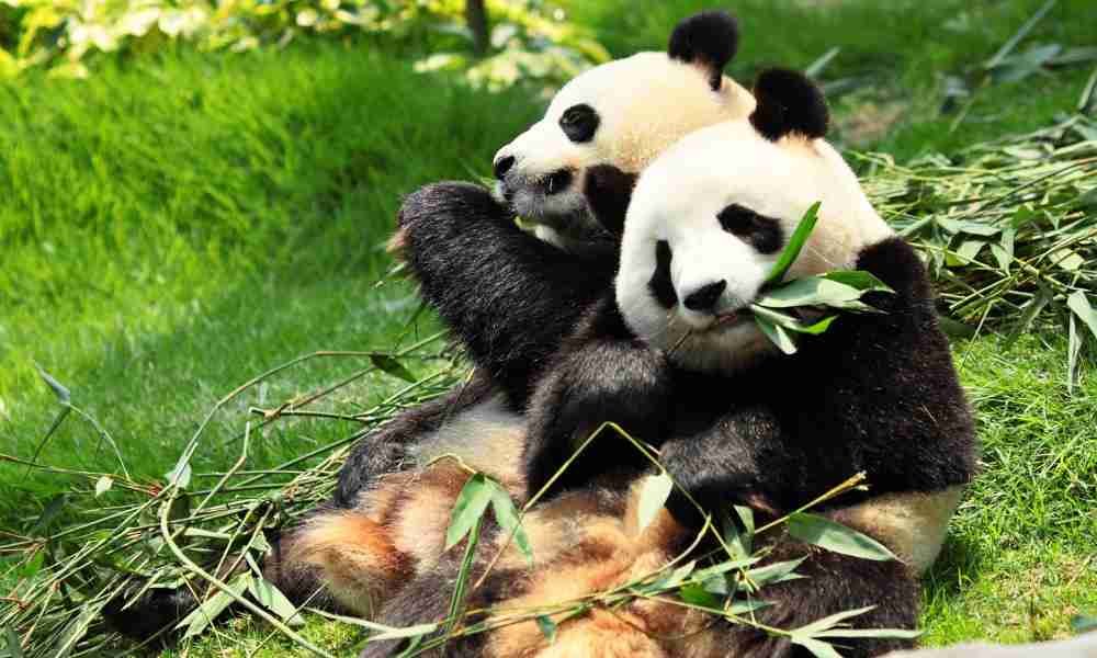 Giant Pandas Eating Bamboo