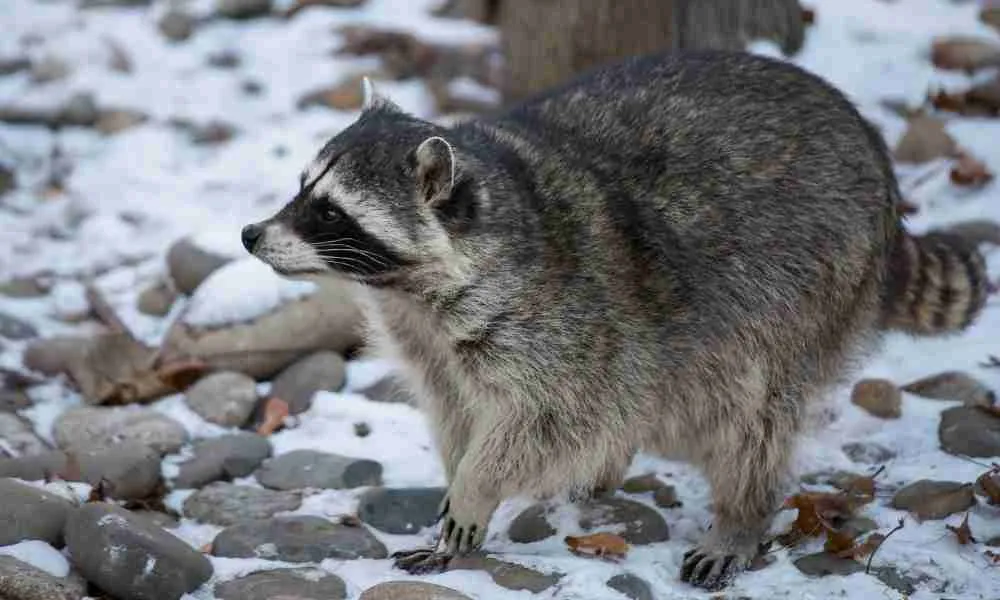 A Raccoon Moving Around During Winter