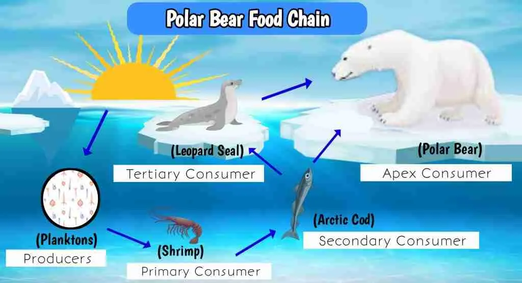 Polar Bear Food Chain