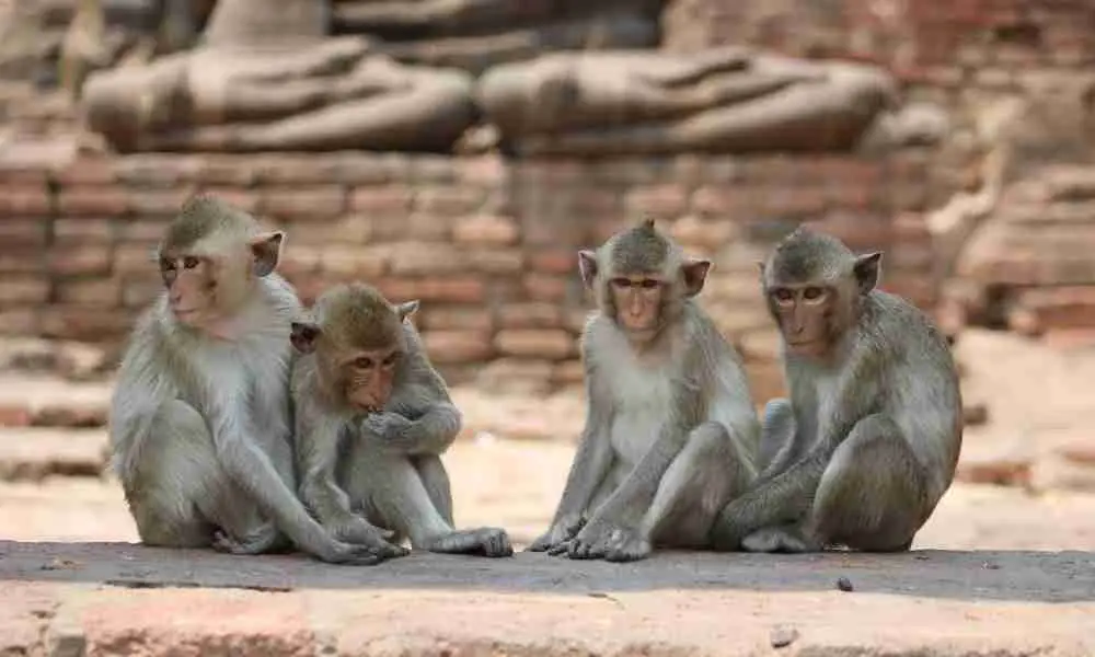 A Group of Monkeys living Together