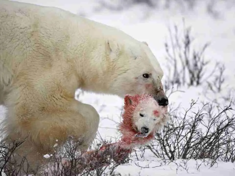 Adult Male Polar Bear Killing and Eating Polar Bear Cub