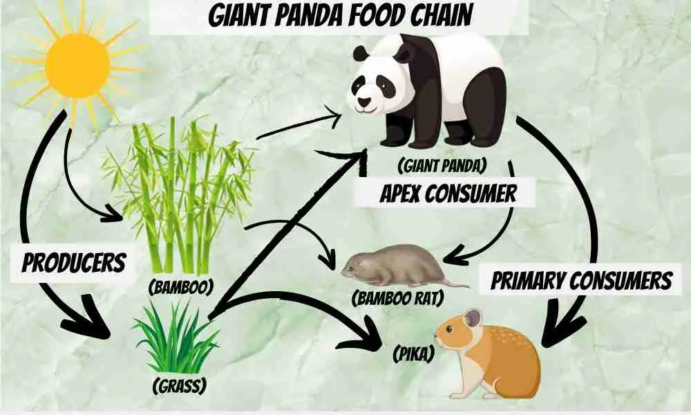 Giant Panda Food Chain Diagram
