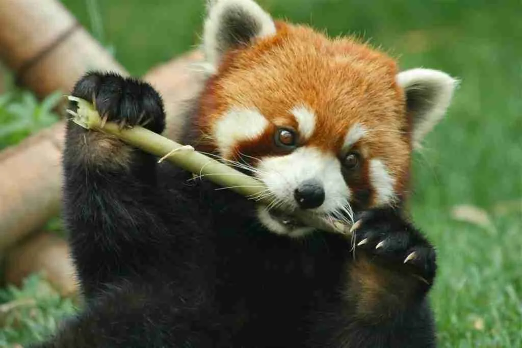 A Red Panda Eating Bamboo