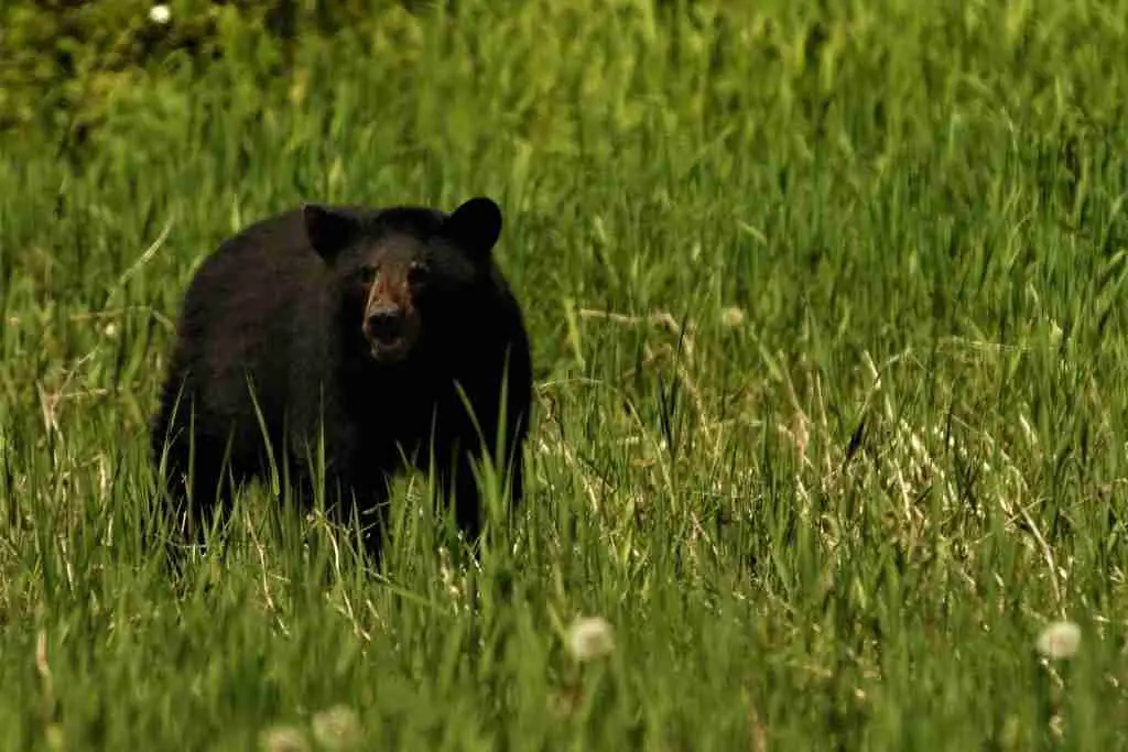 A Black Bear Looking For Prey in the Wild
