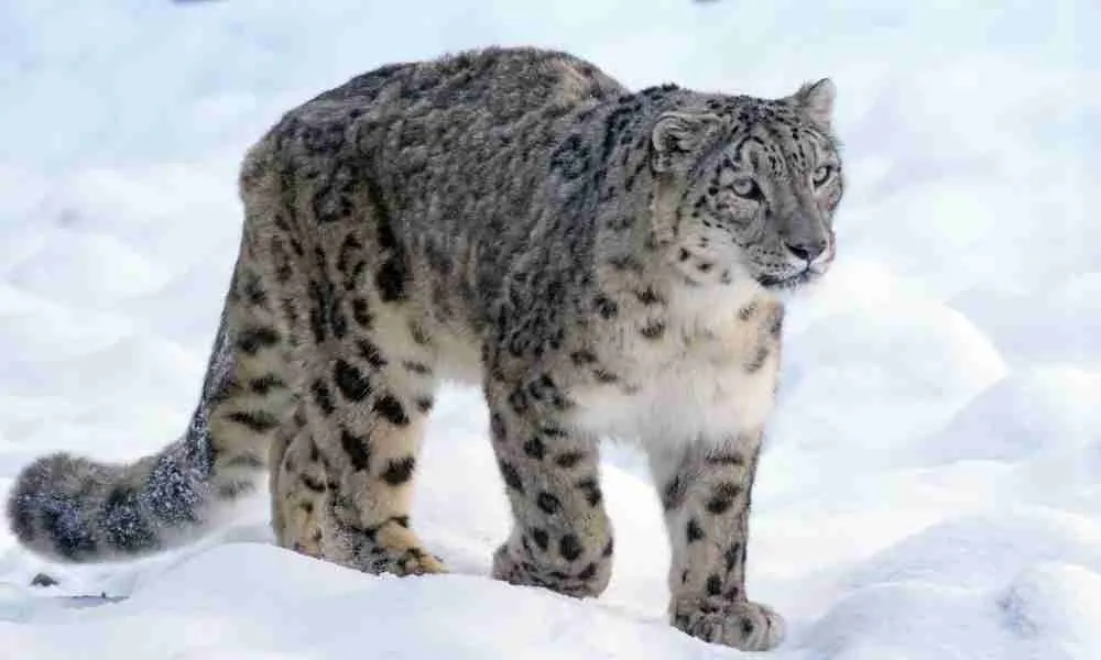 Snow Leopard - A Predator to Giant Panda Cubs