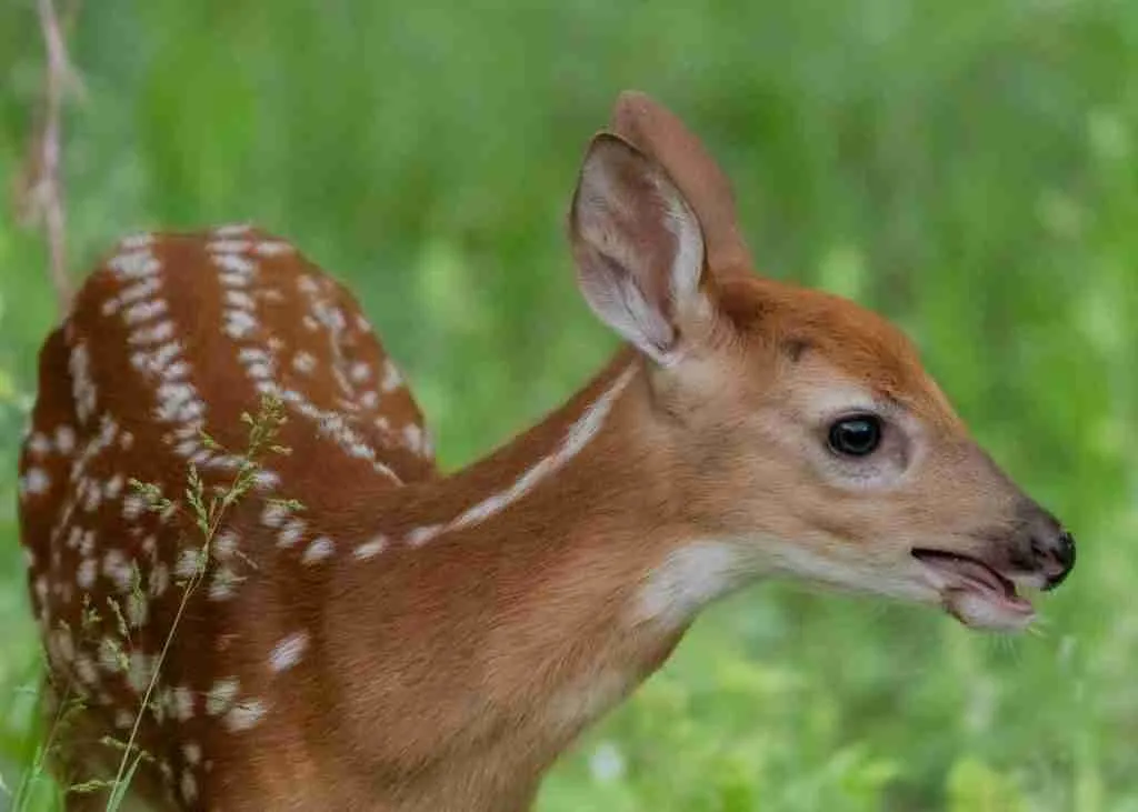 A Fawn (Baby Deer) in the Wild.