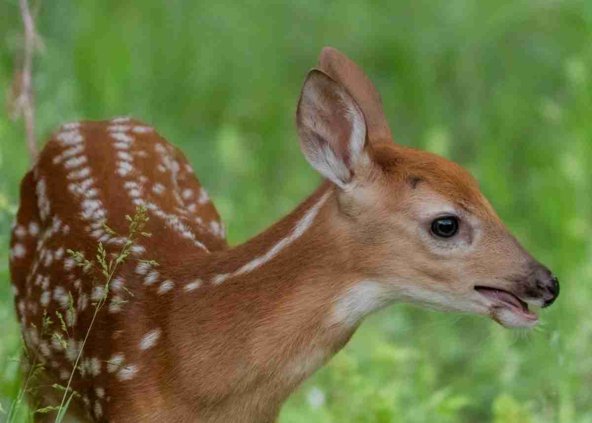 Do Black Bears Eat Deer? (9 Facts You Should Know!)