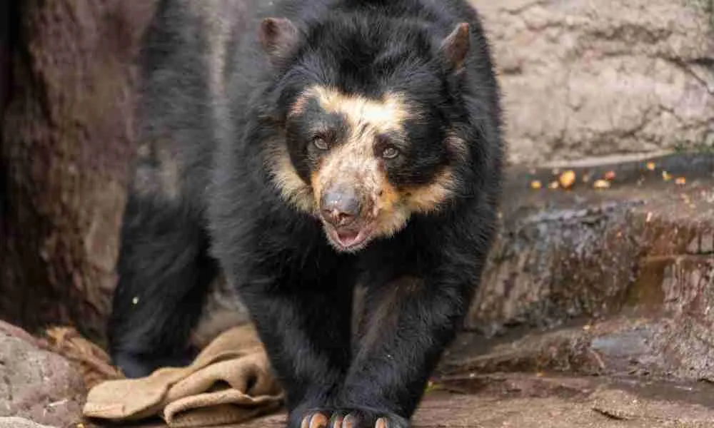 A Spectacled Bear - Closest Living Relative to the Giant Panda
