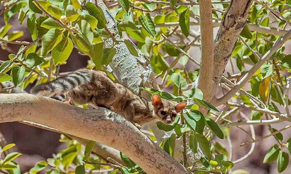 Ring-Tailed Cats (Ringtail) - Member of the Raccoon Family