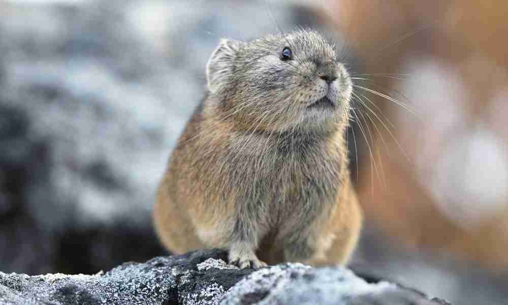 Pika - A Prey Animal of Giant Pandas