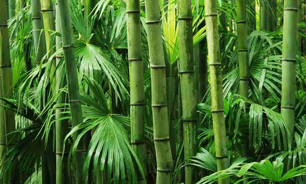 Bamboo - Giant Pandas' main Diet