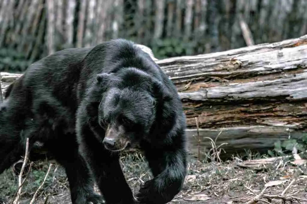 A black bear looking for food in the wild