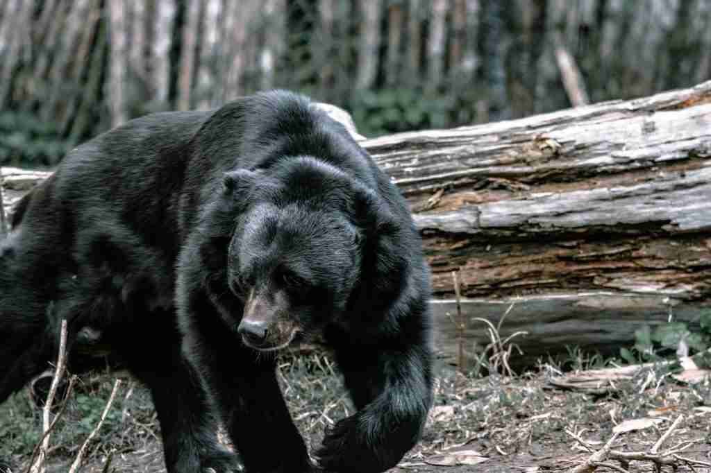 A black bear looking for food in the wild