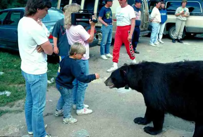 A Black Bear Interacting With People.