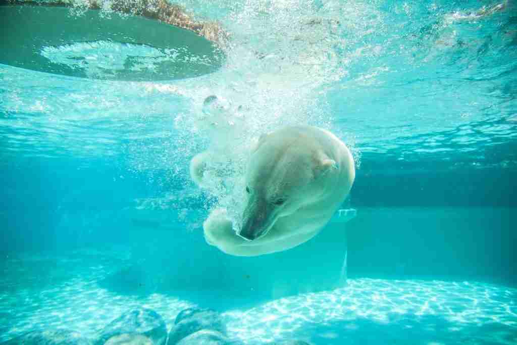 A Polar Bear Swimming Under Water