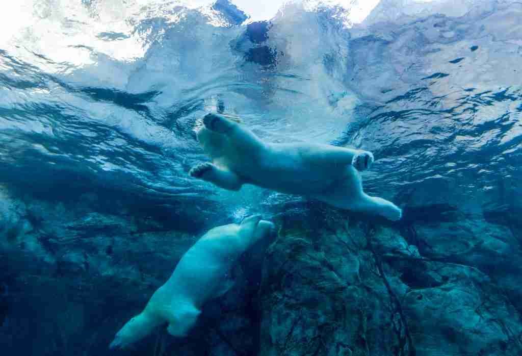 Two Polar Bears Swimming Underwater