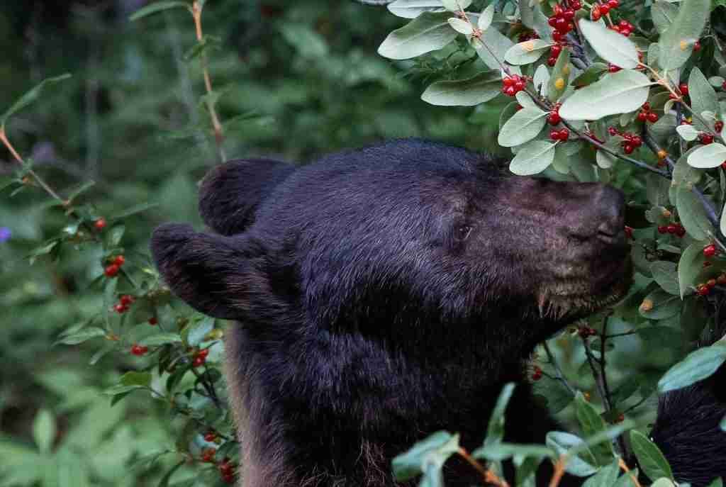 A Black Bear Curiously Sniffing Berries on a Tree While Eating Them