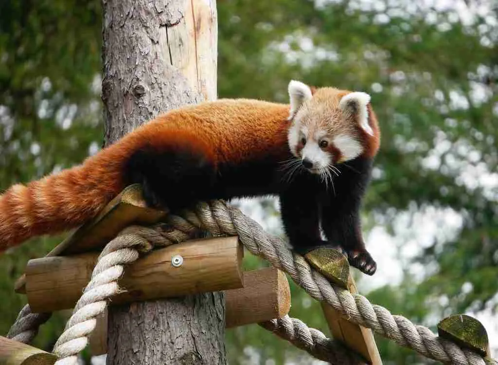 A Red Panda Climbing Tree-Like Structure at a Zoo