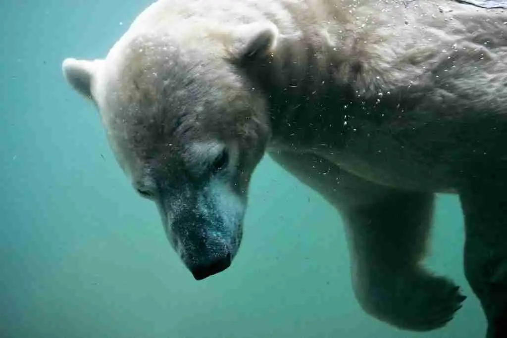A Polar Bear Swimming Underwater
