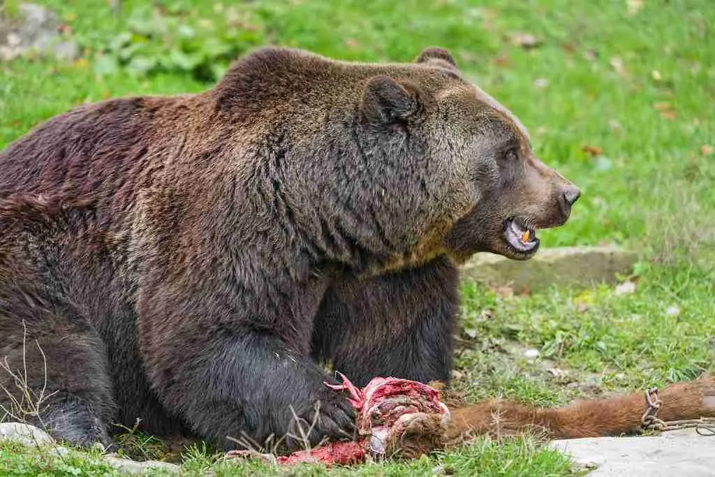 Kodiak Bears As Apex Predators