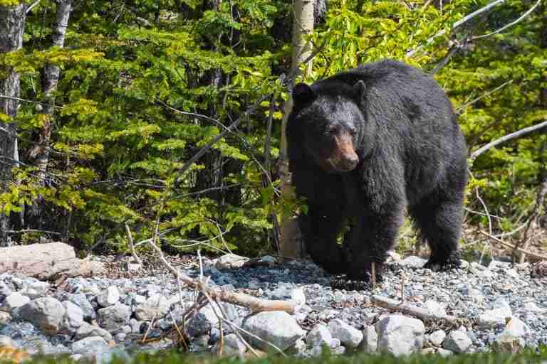 A black bear foraging for food in the forest.