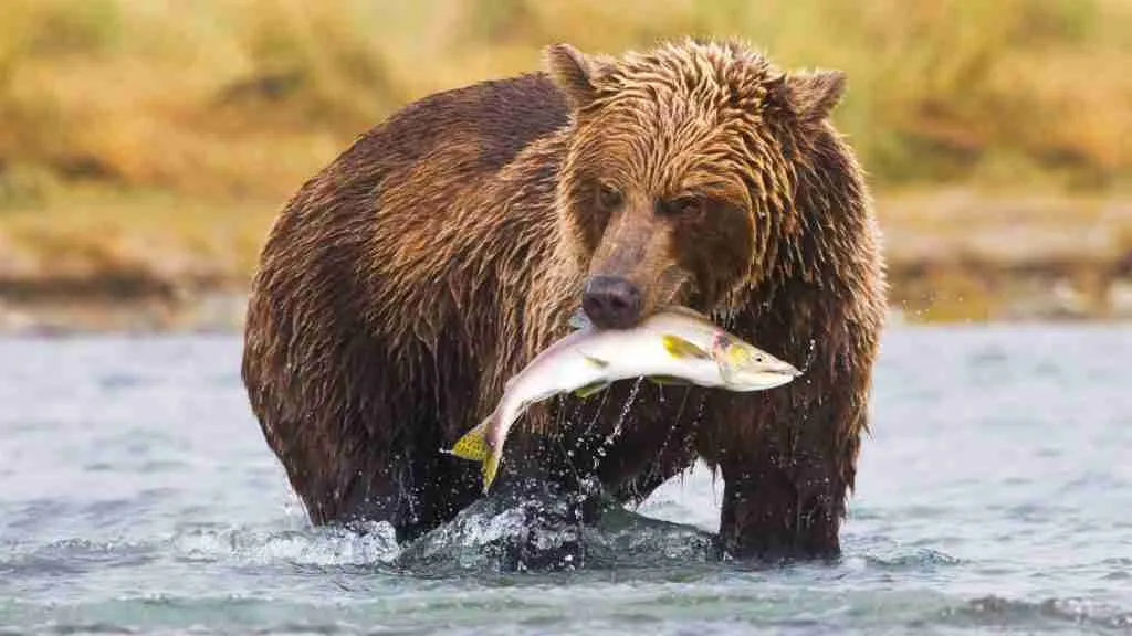 A Brown Bear Hunting Salmon in a River
