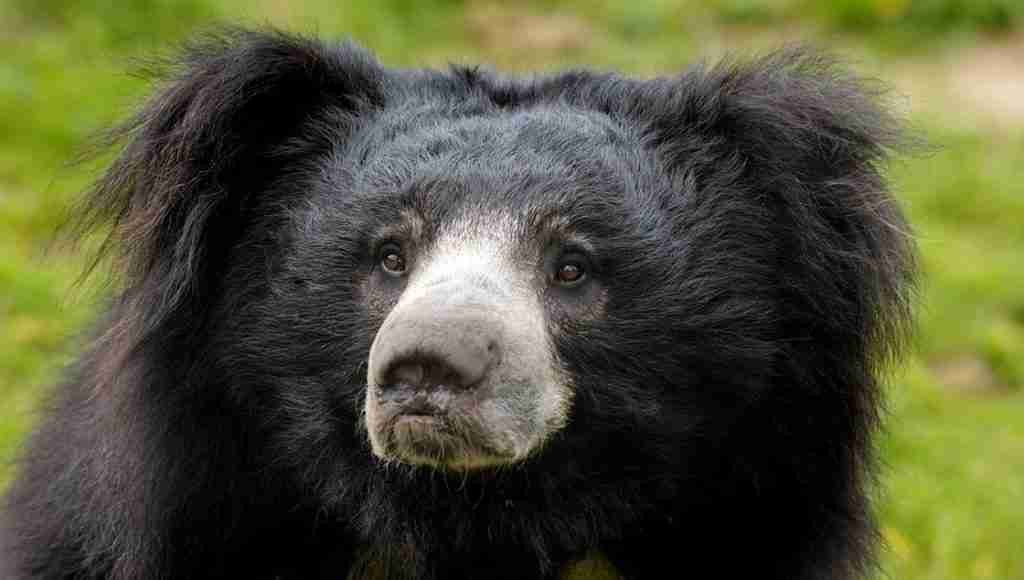 A Sloth Bear