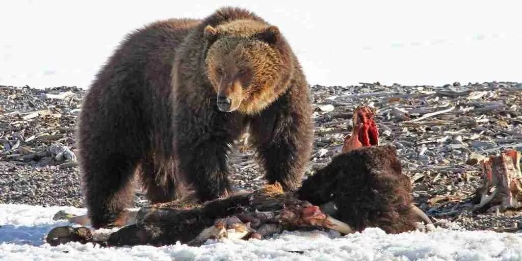 A Grizzly Bear Feeding on the Carcass it Has Just Killed