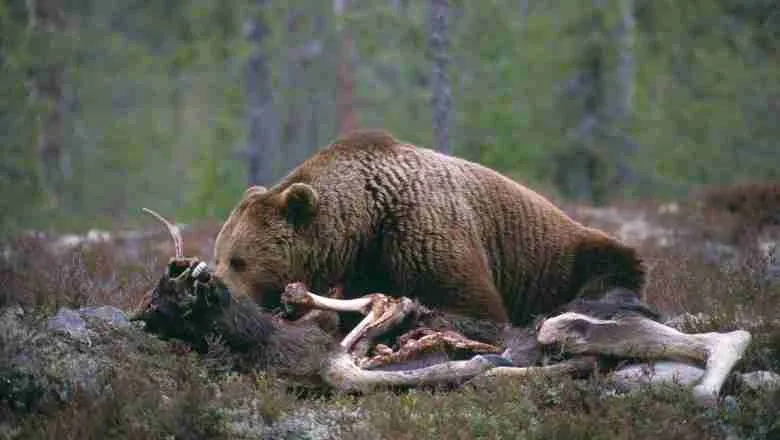 A brown Bear Feeding On The Animal It Killed.