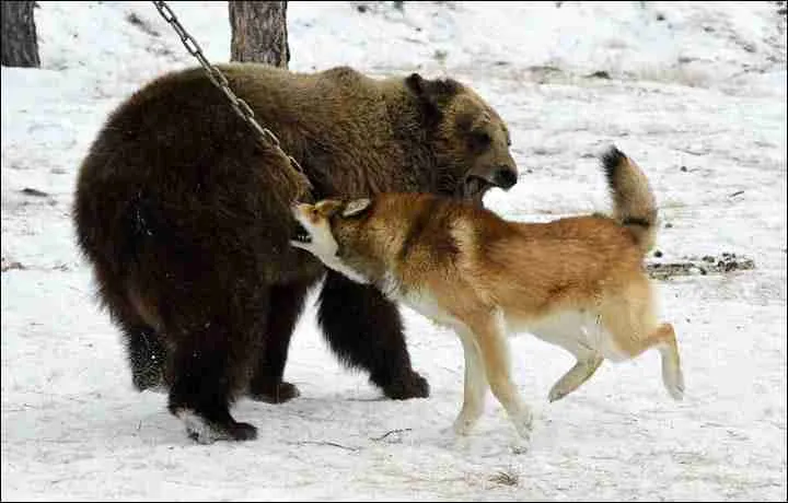 An Aggressive Bear Fighting A Dog 