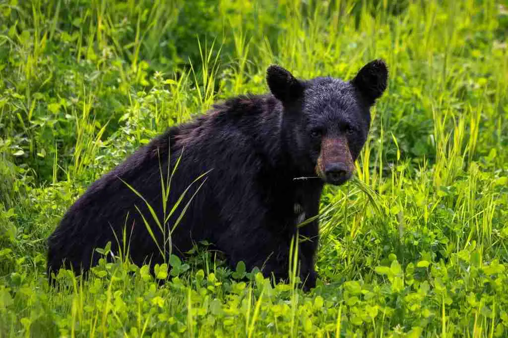 A Black Bear Eating Grass While Sitting