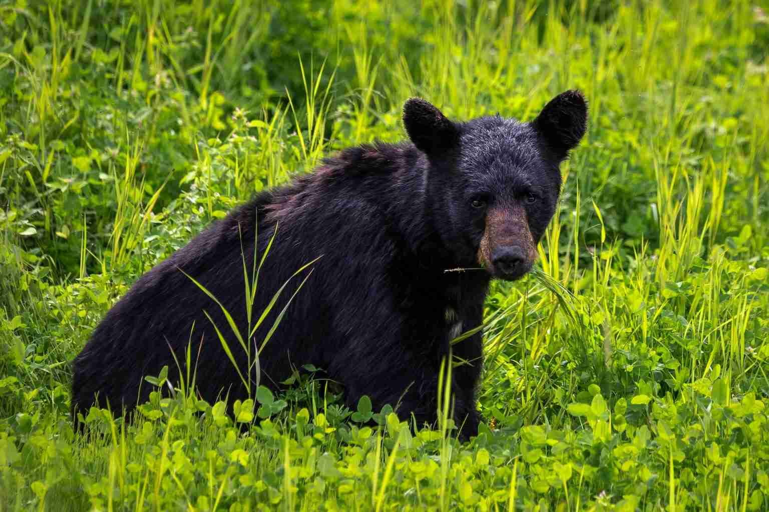 Do Black Bears Eat Grass? (7 Facts You Should Know!)