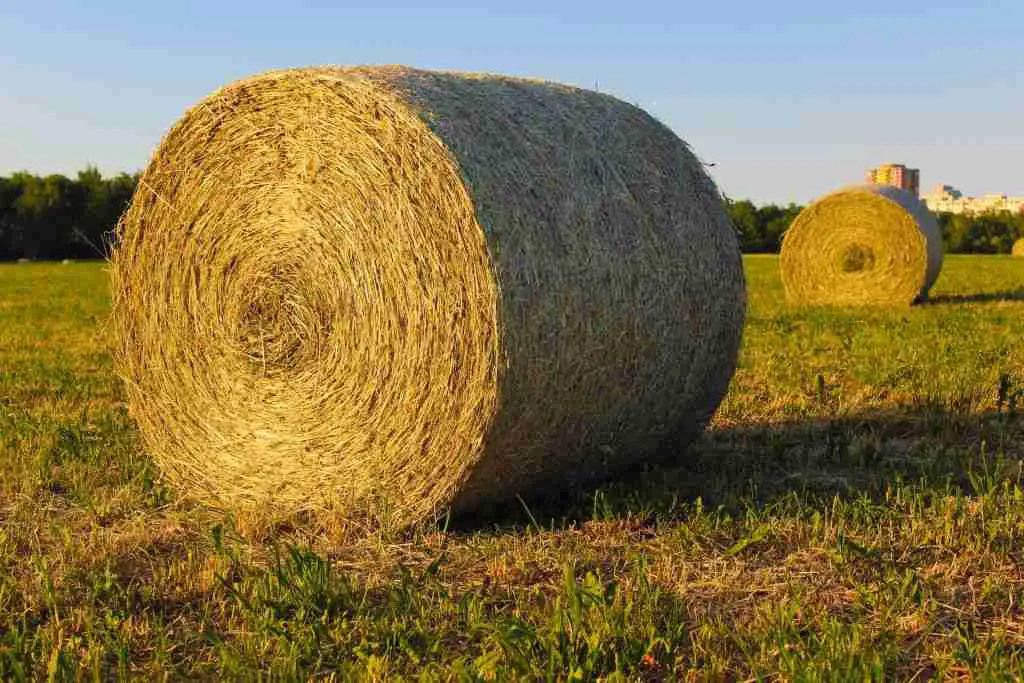 Packed Rolls of Hay 