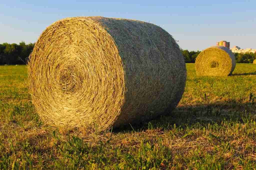 Packed Rolls of Hay 