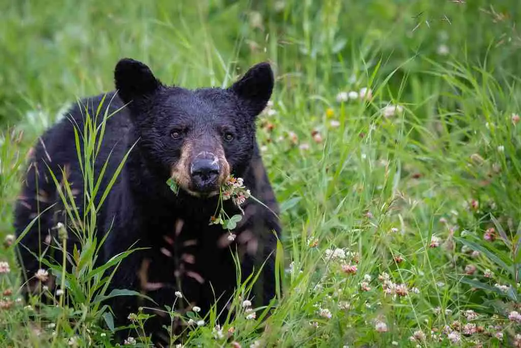 A Black Bear Eating Grass