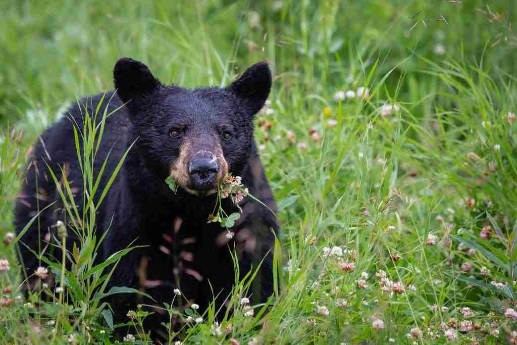 A Black Bear Eating Grass