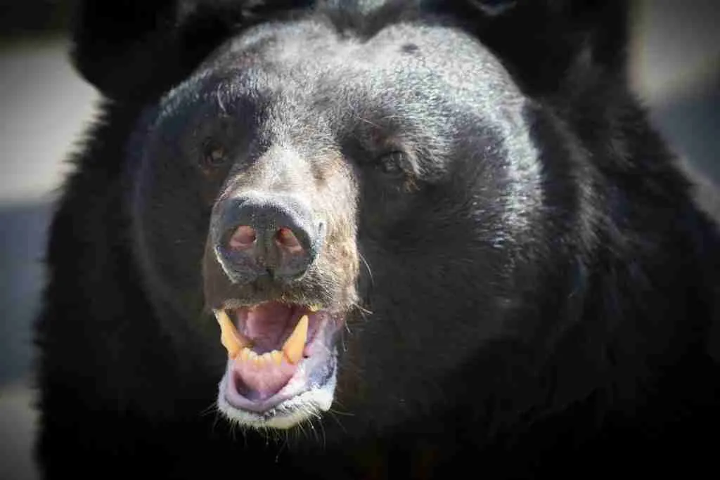 A Black Bear Opening It's Mouth