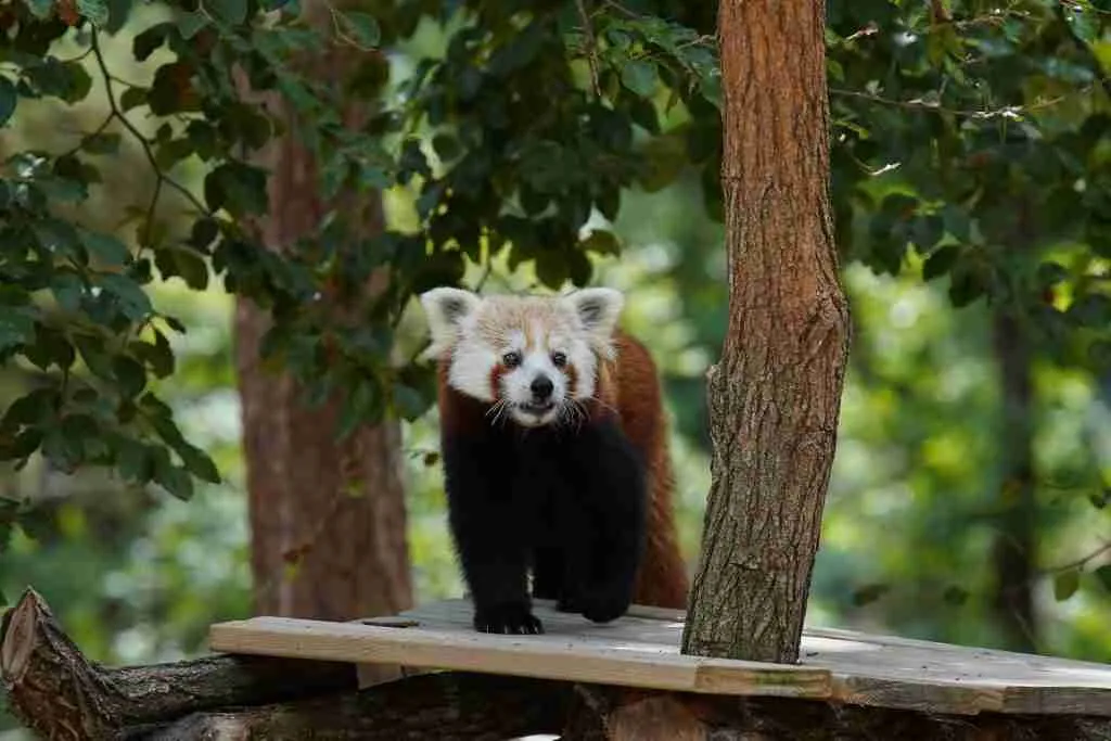 A Red Panda Walking on a Tree