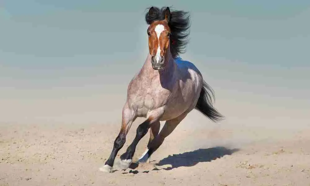  A Horse Running